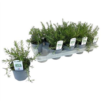Rosmarinus prostratus officinalis P12 20cm 12cm Q1933