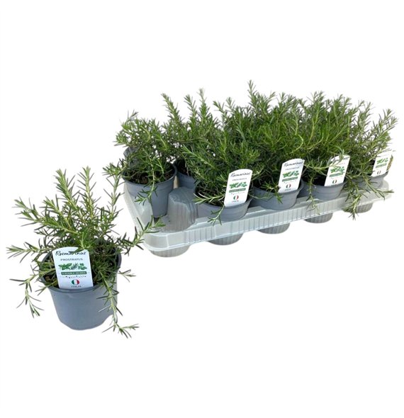 Rosmarinus prostratus officinalis P12 20cm 12cm Q1933