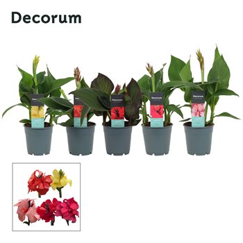 Canna cannova mix Mix (Decorum) 40cm 12cm Q1945