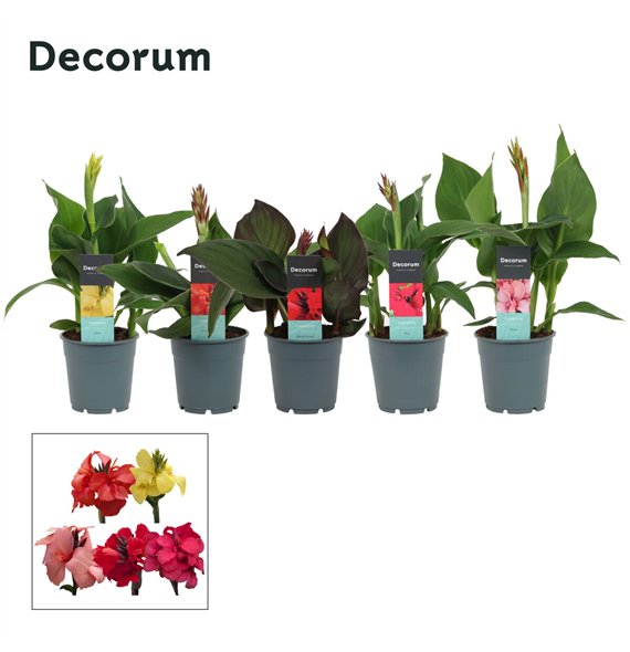 Canna cannova mix Mix (Decorum) 40cm 12cm Q1945