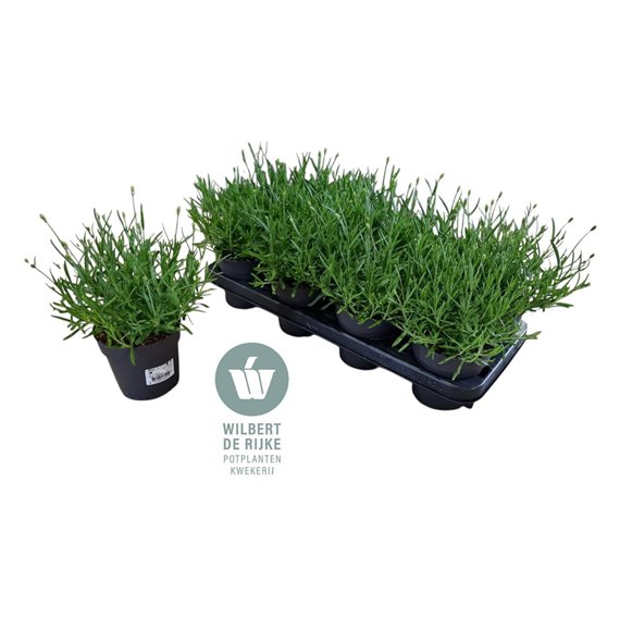 Lavandula hidcote angustifolia Lavendel HIDCOTE overwinterd Tophandel! 24cm 12cm Q1965