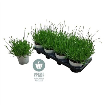 Lavandula aromance white Lavendel angustifolia Aromance White 30cm 12cm Q1993
