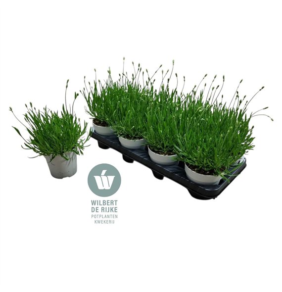Lavandula aromance white Lavendel angustifolia Aromance White 30cm 12cm Q1993