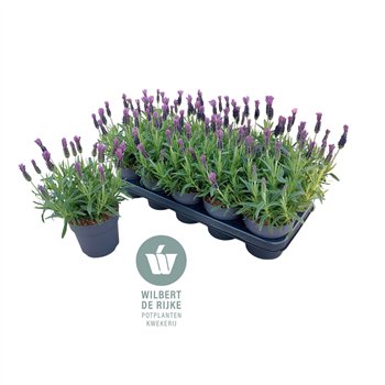 Lavandula stoechas bella toscane Lavendel Stoechas Bella Toscane (Lavandula) 30cm 12cm Q1998