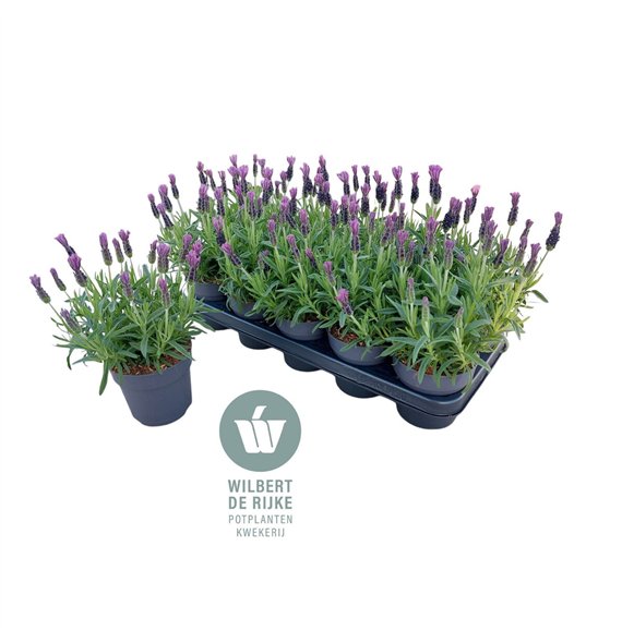 Lavandula stoechas bella toscane Lavendel Stoechas Bella Toscane (Lavandula) 30cm 12cm Q1998