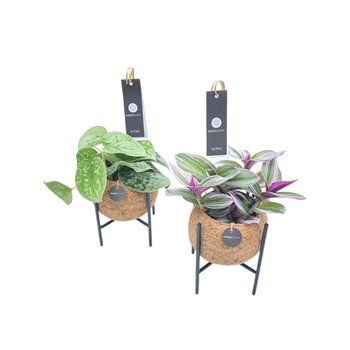 Miks lončnic green Kokodama 12 cm Industrial Green mix 1 pp 30cm 12cm Q2434