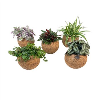 Groene plants mix Kokodama 15 cm Green Smit Collection (No String) 1 pp 25cm 15cm Q2441