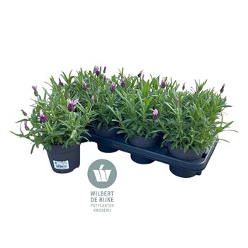 Lavandula stoechas fantasia early pink Lavendel Stoechas Fantasia Early Pink (Lavandula) 30cm 12cm Q2450