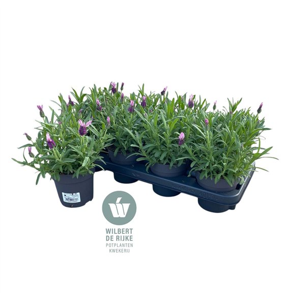 Lavandula stoechas fantasia early pink Lavendel Stoechas Fantasia Early Pink (Lavandula) 30cm 12cm Q2450