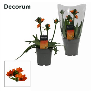 Ornithogalum dubium Dubium 3pp oranje (Decorum)3 stems plnt 25cm 12cm Q2639