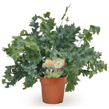 Phlebodium aureum davana 35cm 12cm Q3560