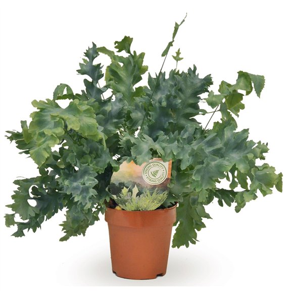 Phlebodium aureum davana 35cm 12cm Q3560