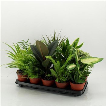 Miks lončnic M-10 Mixplanten without showbox 45cm 12cm Q3614