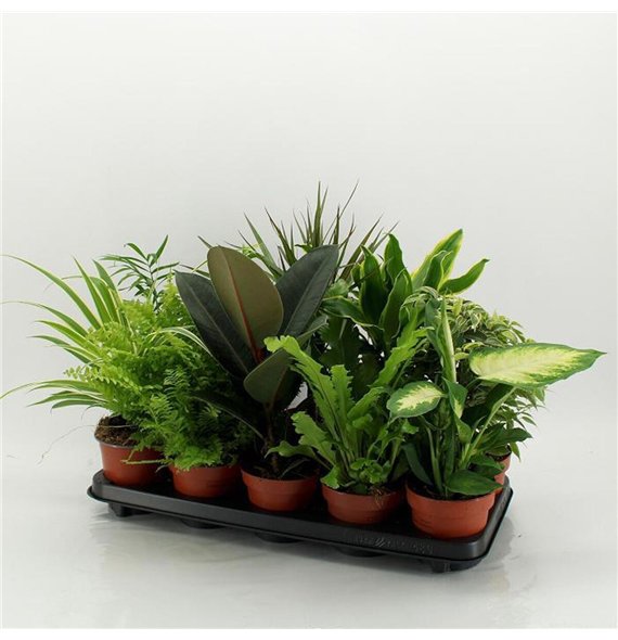 Miks lončnic M-10 Mixplanten without showbox 45cm 12cm Q3614