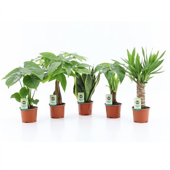 Miks lončnic Tropic Mix 1 pp 35cm 12cm Q3628