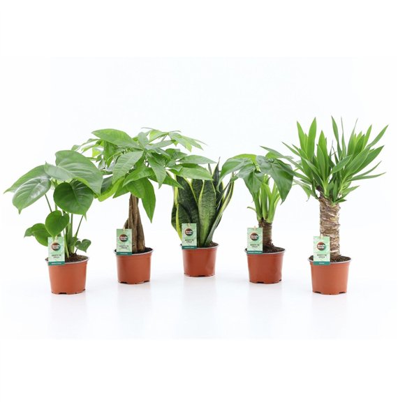 Miks lončnic Tropic Mix 1 pp 35cm 12cm Q3628