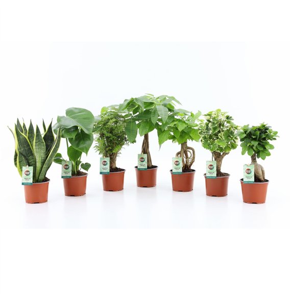 Miks lončnic Exotic Green Mix 1 pp 35cm 12cm Q3637