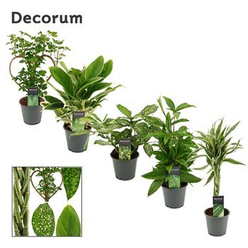Groene plants mix Green Extreme Mix 12 cm (Decorum) 1 pp 50cm 12cm Q3645