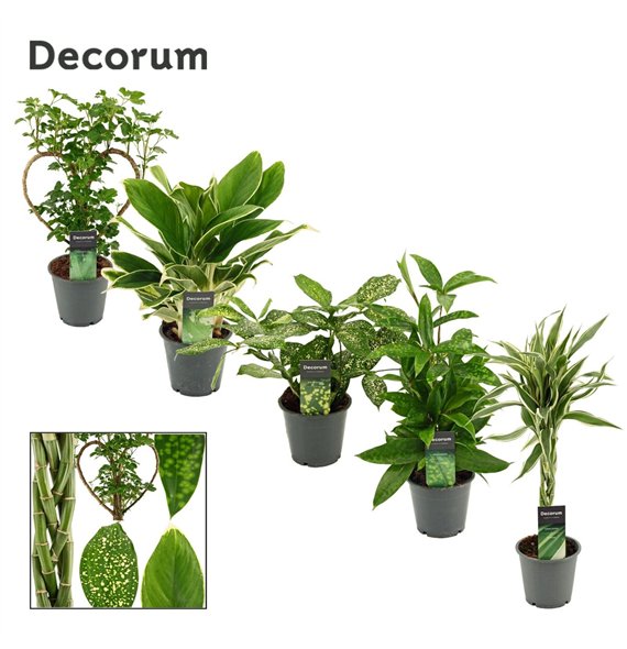 Groene plants mix Green Extreme Mix 12 cm (Decorum) 1 pp 50cm 12cm Q3645