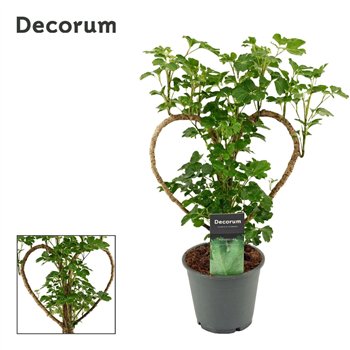 Polyscias Hart 12 cm (Decorum) 45cm 12cm Q3708