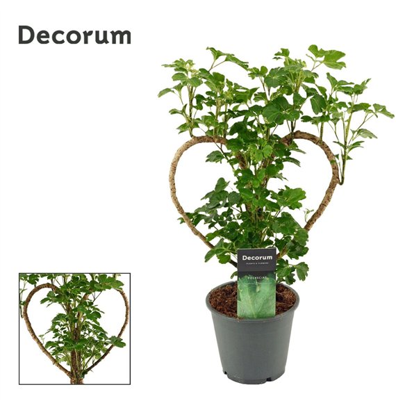 Polyscias Hart 12 cm (Decorum) 45cm 12cm Q3708