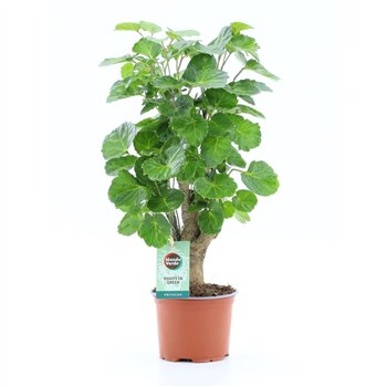 Polyscias Green Lemon 1 pp 40cm 12cm Q3720