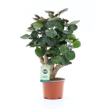 Polyscias fabian Fabian 1 pp 40cm 12cm Q3721