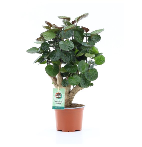 Polyscias fabian Fabian 1 pp 40cm 12cm Q3721