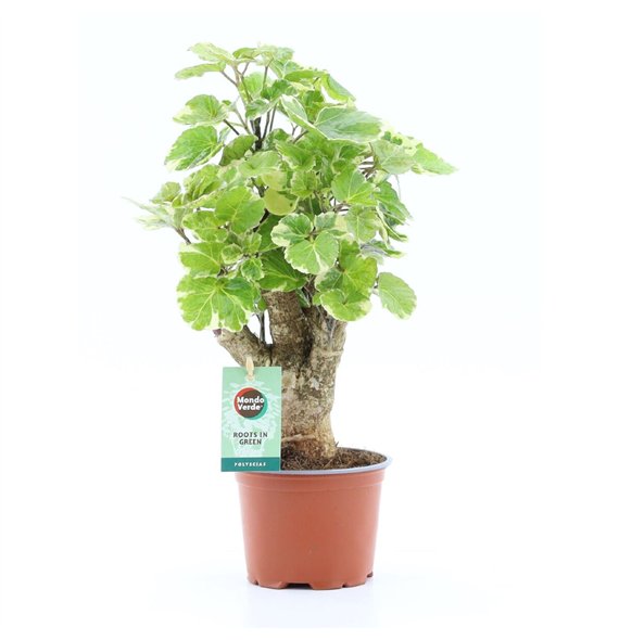 Polyscias balfourii Balfouriana 1 pp 40cm 12cm Q3723