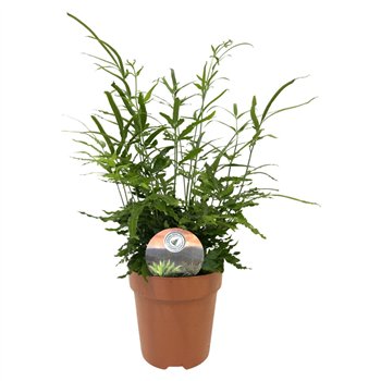Pteris ensiformis evergreen 35cm 12cm Q3862
