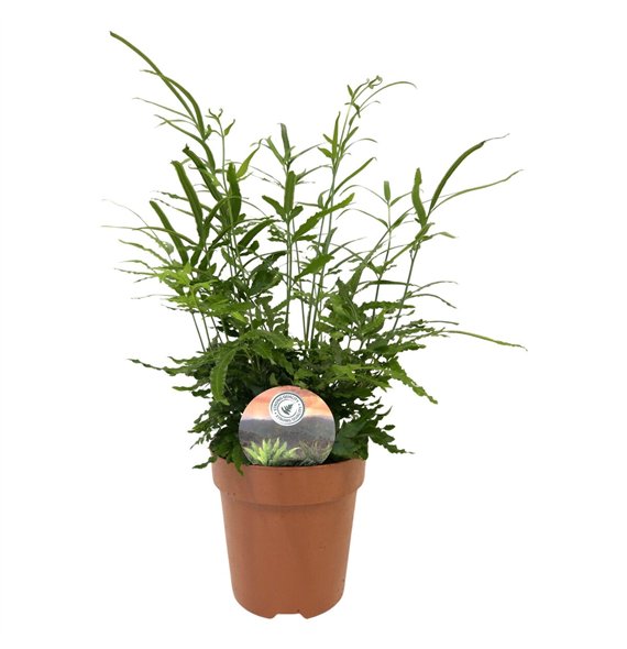 Pteris ensiformis evergreen 35cm 12cm Q3862