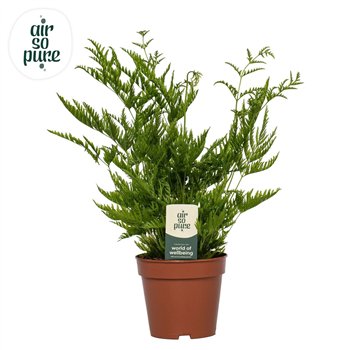 Pteris straminea -Air So Pure20 cm diameter 40cm 12cm Q3868