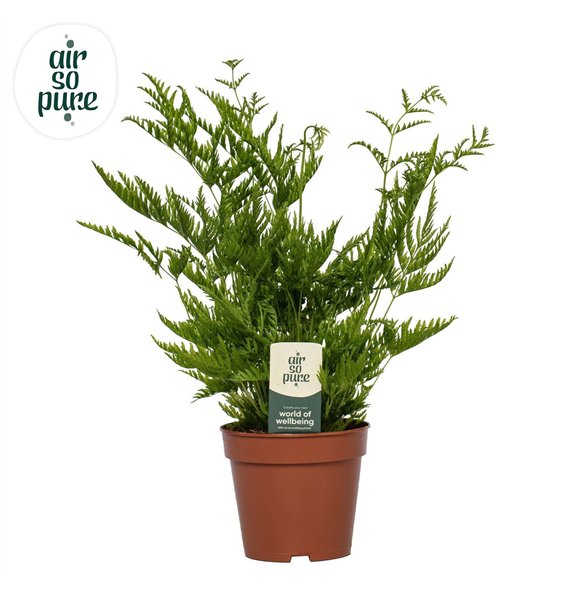 Pteris straminea -Air So Pure20 cm diameter 40cm 12cm Q3868