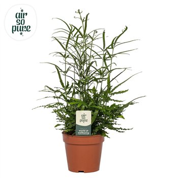 Pteris ensiformis evergreen - Air So Pure25 cm diameter 35cm 12cm Q3869