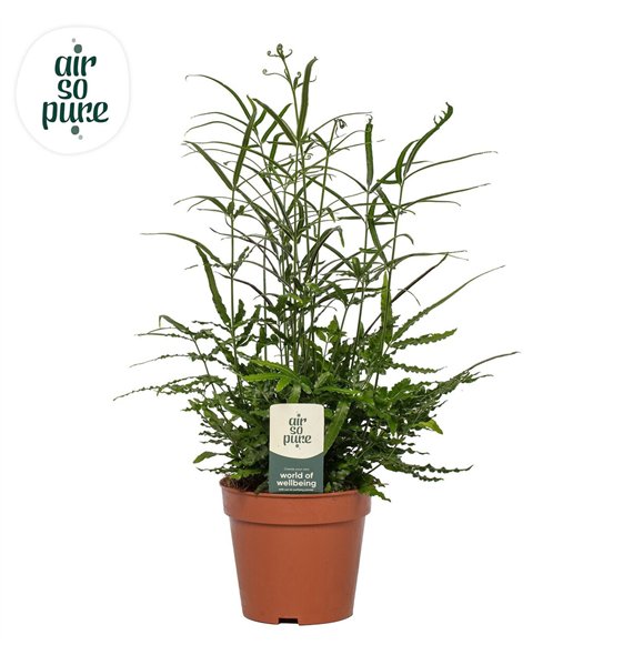 Pteris ensiformis evergreen - Air So Pure25 cm diameter 35cm 12cm Q3869