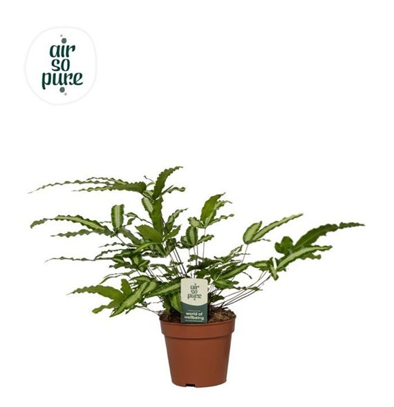 Pteris albolineata Albolineata - Air So Pure20 cm diameter 35cm 12cm Q3870