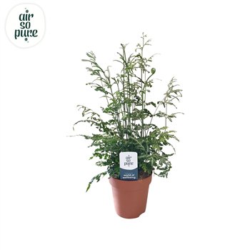 Pteris ensiformis evergemiensis -Air So Pure15 cm diameter 35cm 12cm Q3871