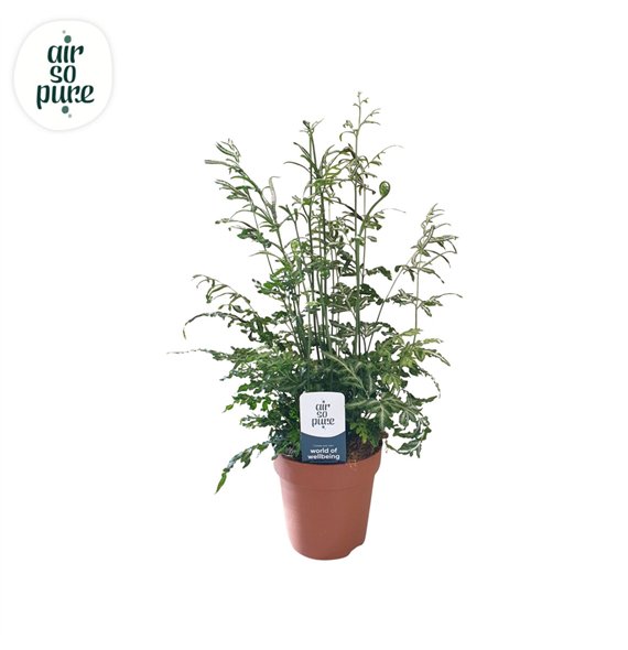 Pteris ensiformis evergemiensis -Air So Pure15 cm diameter 35cm 12cm Q3871