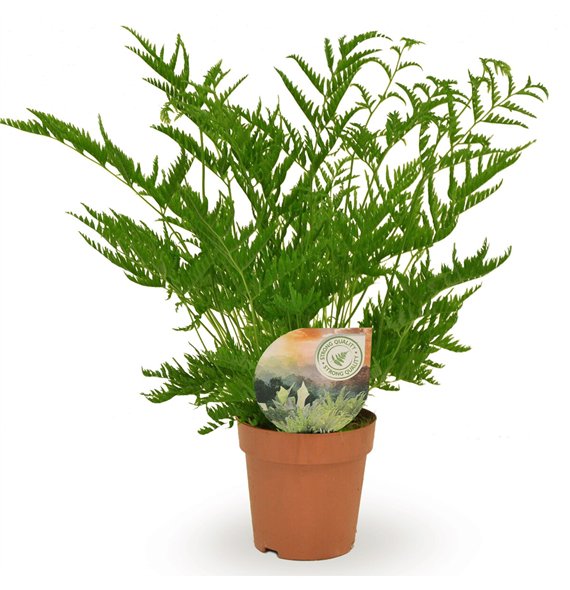 Pteris straminea 40cm 12cm Q3873