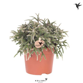 Rhipsalis pilocarpa Kolibri Greens Pilocarpa1 pp 23cm 12cm Q3880