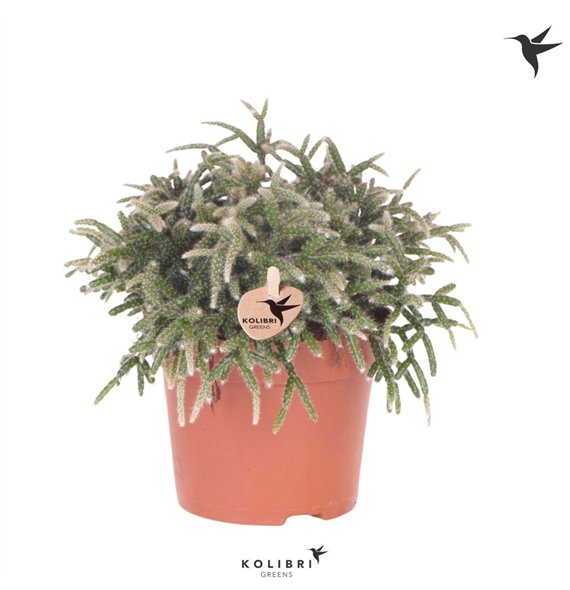 Rhipsalis pilocarpa Kolibri Greens Pilocarpa1 pp 23cm 12cm Q3880