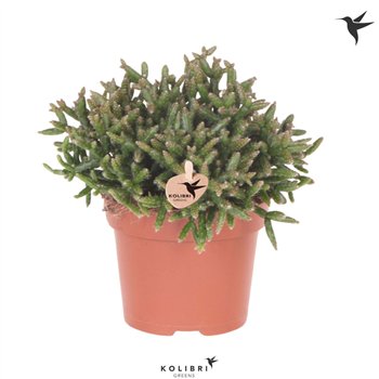 Rhipsalis burchellii Kolibri Greens Burchelli1 pp 23cm 12cm Q3881