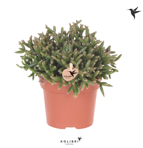 Rhipsalis burchellii Kolibri Greens Burchelli1 pp 23cm 12cm Q3881