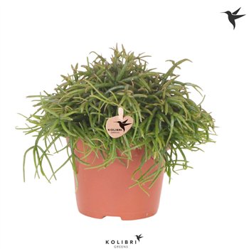 Rhipsalis baccifera oasis Kolibri Greens Cassutha Oasis1 pp 23cm 12cm Q3887