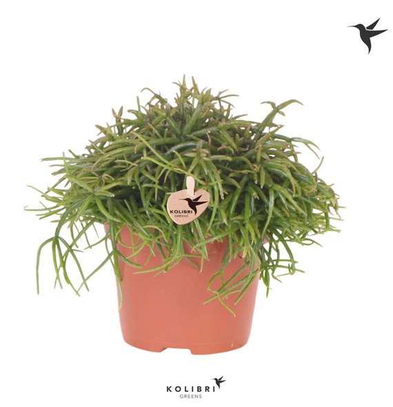 Rhipsalis baccifera oasis Kolibri Greens Cassutha Oasis1 pp 23cm 12cm Q3887