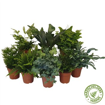 Varens mix Varenmix 35cm 12cm Q4001