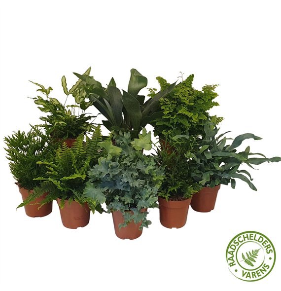 Varens mix Varenmix 35cm 12cm Q4001