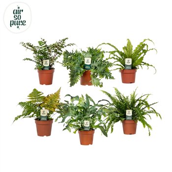 Varens mix Varenmix - Air So Pure 35cm 12cm Q4006