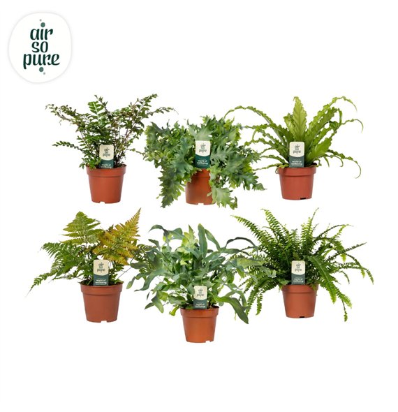 Varens mix Varenmix - Air So Pure 35cm 12cm Q4006