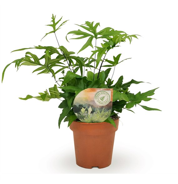 Doryopteris pedata 35cm 12cm Q4018